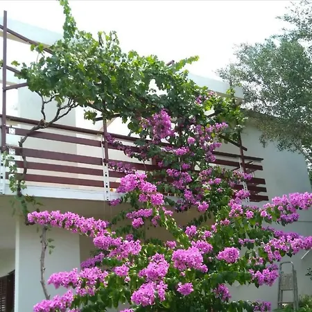 Bella * Τρογκίρ